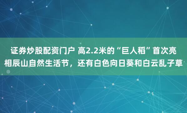 证券炒股配资门户 高2.2米的“巨人稻”首次亮相辰山自然生活节，还有白色向日葵和白云乱子草